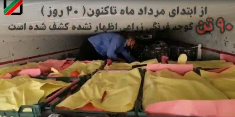 کشفیات گوجه گمرک هرمزگان