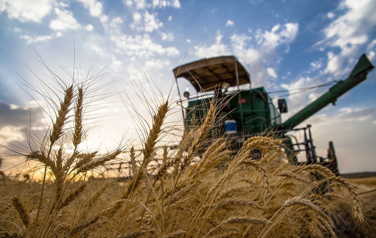 کدام استان ها بیشترین تولید گندم رو داشته اند؟