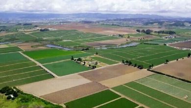 چقدر از اراضی کشاورزی سند دار شد؟