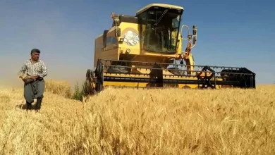 پرداخت مطالبات گندمکاران با درآمدهای مالیاتی بدون افزایش نقدینگی