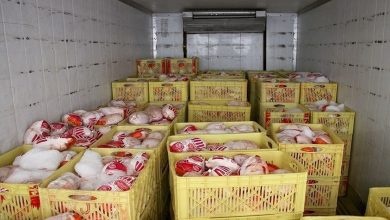 انتقال محموله مرغ قاچاق در باشماق ناکام ماند