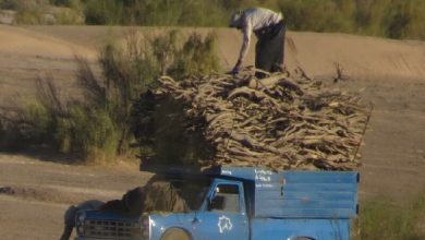 باند قاچاق چوب تاغ در جویبار منهدم شد
