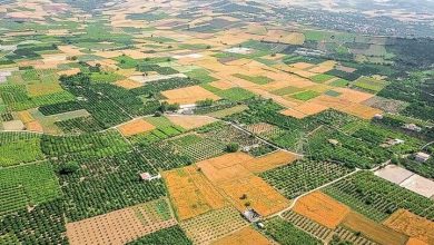 شیوه‌نامه یکپارچه‌سازی و تجمیع اراضی کشاورزی ابلاغ شد