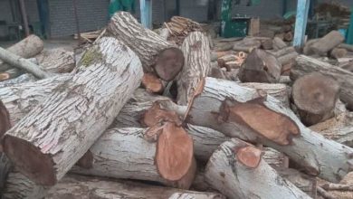 کشف ۴ تن چوب جنگلی قاچاق در اردل