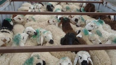 کشف ۱۵ راس دام قاچاق از یک دستگاه خاور در دماوند