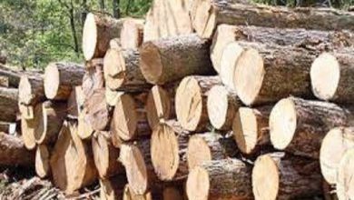 سه تن چوب قاچاق در خراسان شمالی کشف شد