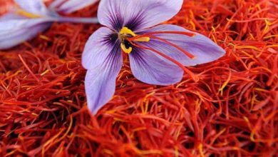 قاچاق زعفران، نشأت گرفته از موانع صادراتی برگشت ارز است