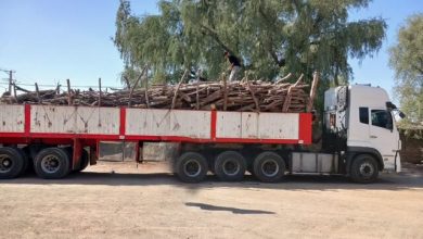 کشف ۲۰ تن چوب قاچاق در شهرستان ریگان