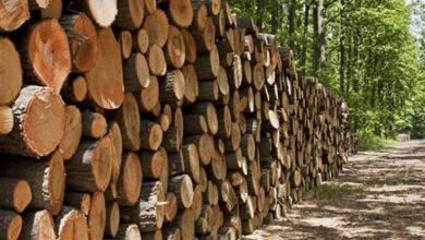 کشف بیش از ۸ تن چوب جنگلی قاچاق در تنگستان