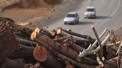 سه تُن چوب قاچاق در بوکان کشف شد