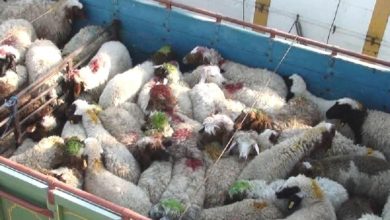 قاچاقچیان دام در کردستان به پرداخت ۲۲۵ میلیارد ریال محکوم شدند