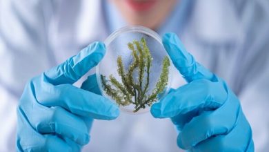 کشاورزی دیجیتال در خاورمیانه