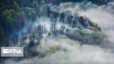 پیروزی قضایی در پرونده زمین‌خواری جنگل های هیرکانی