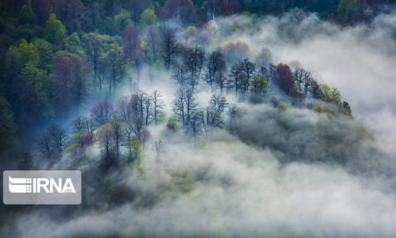 پیروزی قضایی در پرونده زمینخواری جنگل های هیرکانی