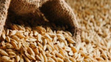 قاچاق جو در نیمروز