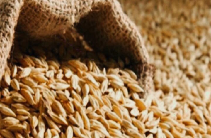 قاچاق جو در نیمروز