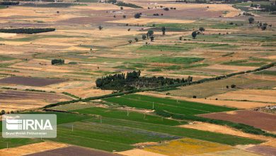 ۶۰ هکتار از اراضی ملی تعیین تکلیف شد/زمین‌خواری در قالب اجرای طرح درختکاری