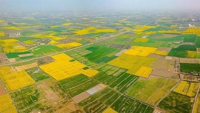 رفع تصرف ۱۱ مورد زمینخواری در ۵ شهرستان خوزستان
