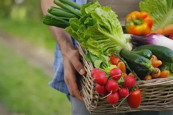 مواد غذایی تراریخته