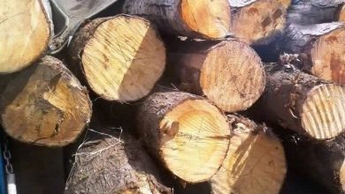 کشف ۱۴ تن چوب و ذغال بلوط قاچاق