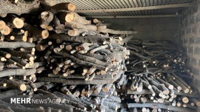 محموله میلیاردی راش و توسکا در جاده هراز