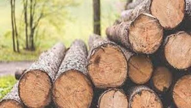 چوب بلوط قاچاق در نجفآباد