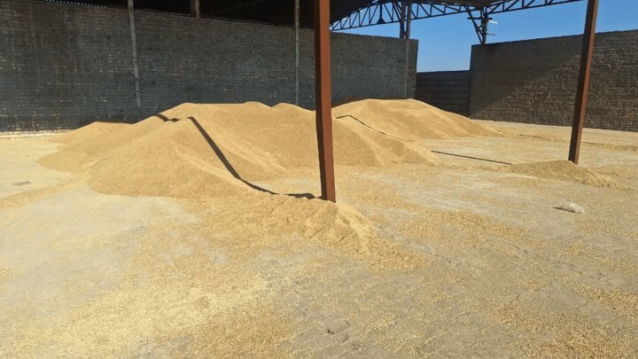 ۳۰ تُن جو قاچاق